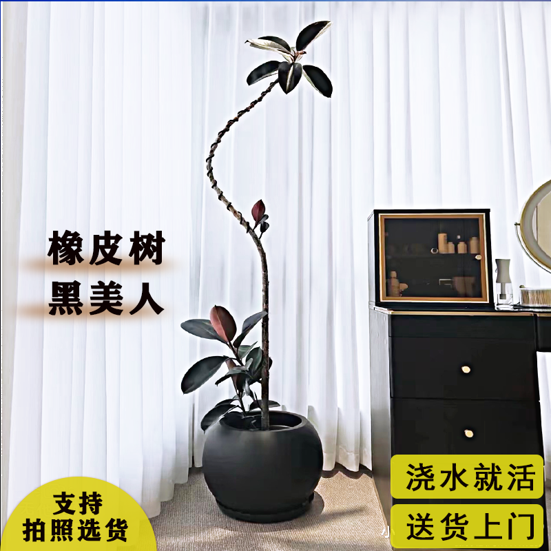 橡皮树黑金刚客厅网红大盆栽北欧植物室内好养易活造型办公室绿植