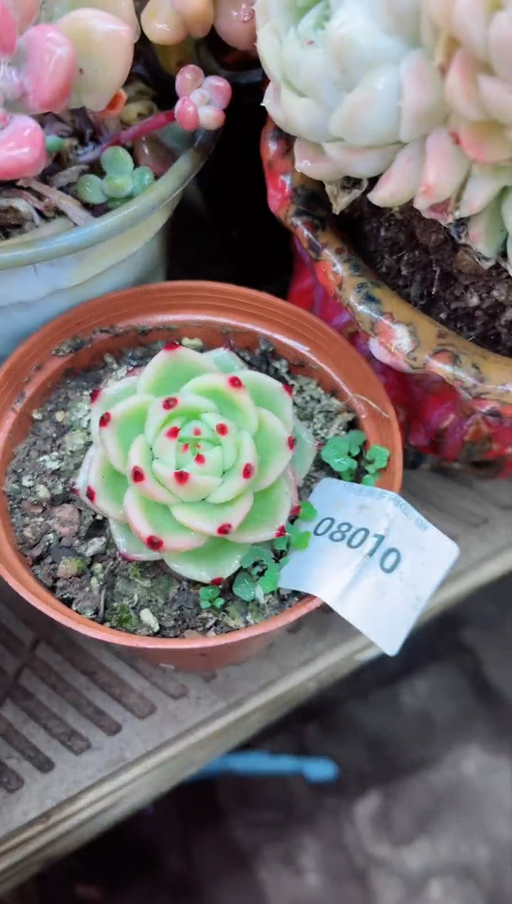 【闪购商品】08010