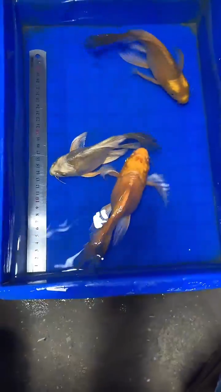 蝴蝶鲤鱼蝴蝶鲤直播选鱼专用链接 凭开箱视频售后