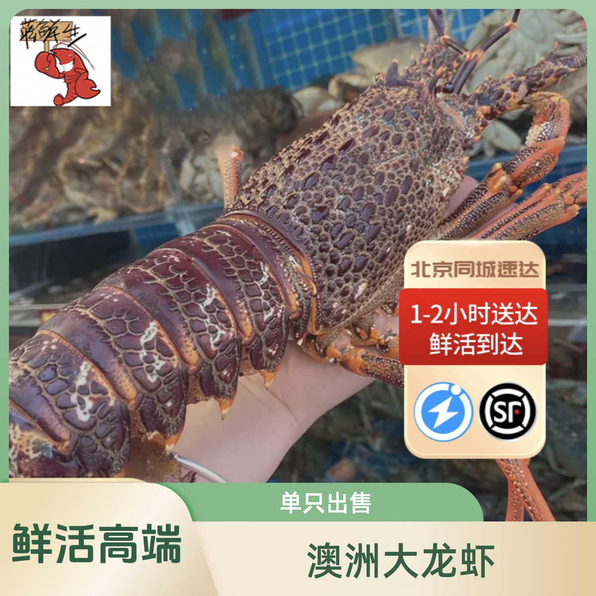 鲜活澳洲大龙虾进口高端大龙虾单只2-8斤