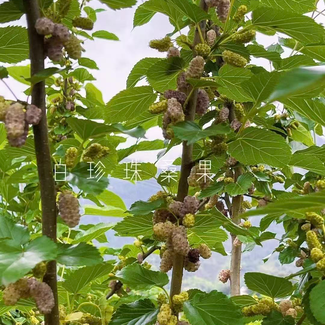 【直播间一物一拍】白珍珠桑椹