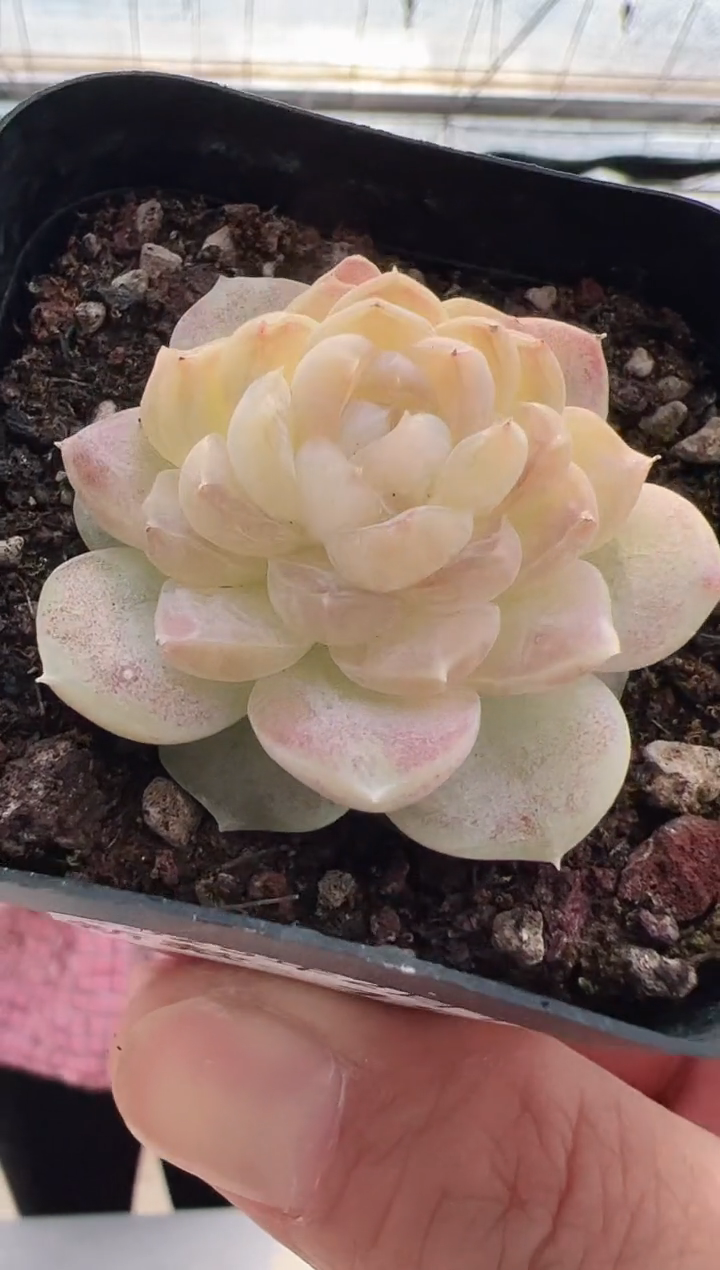 【闪购商品】新款多肉-19