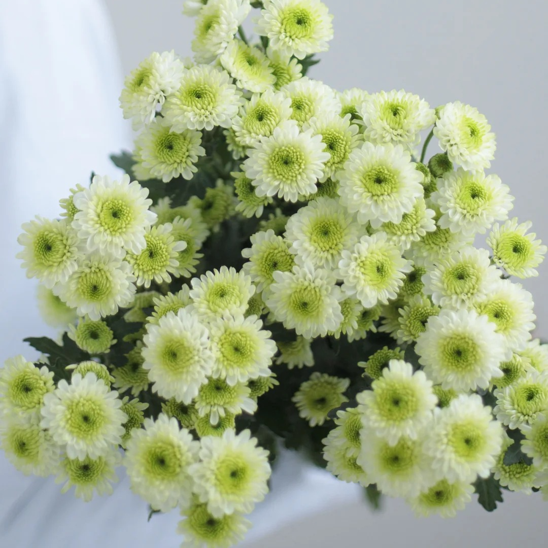 花福十花边新闻-小雏菊科隆香水10枝