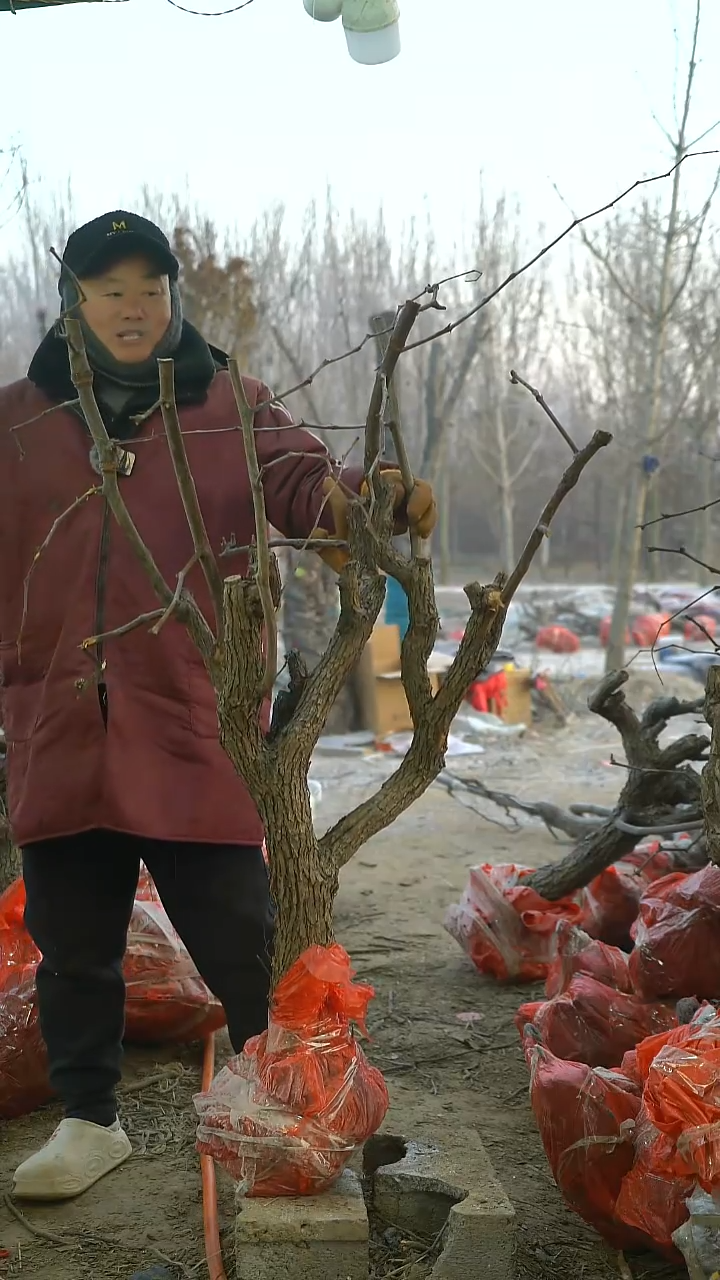 完全开放枣树651