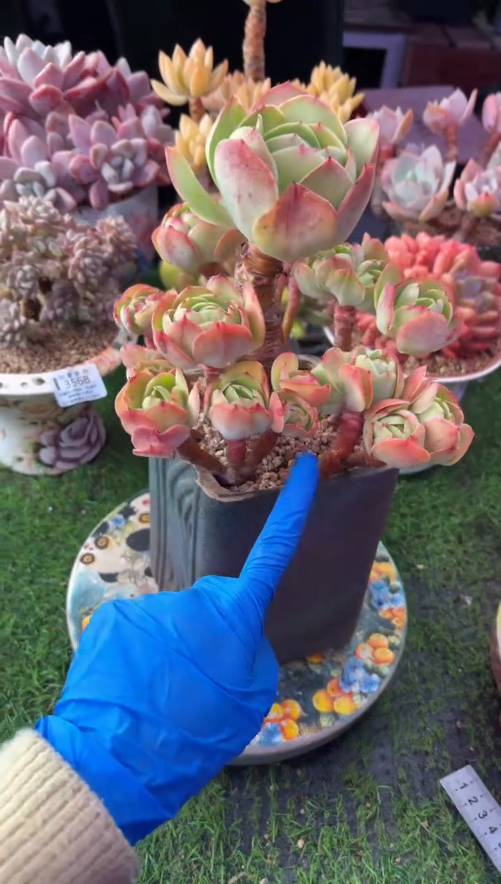 昆明印象多肉3631