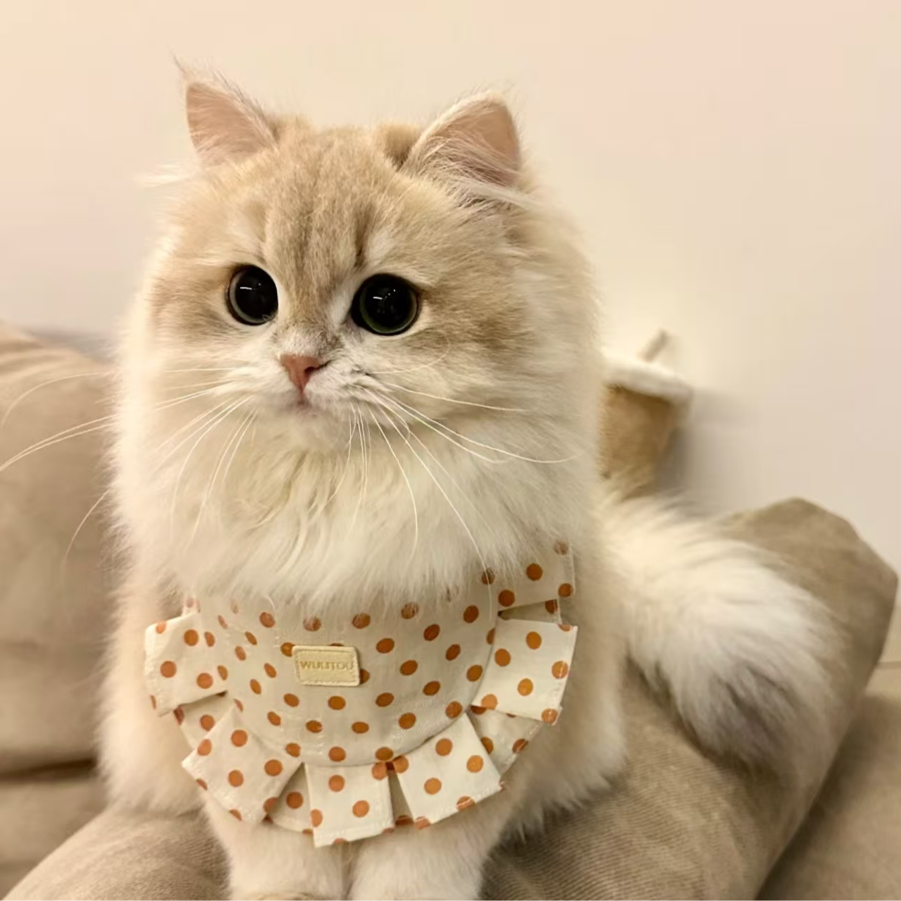 精选超可爱猫咪给你温馨陪伴