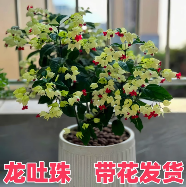 龙吐珠盆栽带花庭院藤本室内客厅花苗四季开花爬藤植物好养花卉