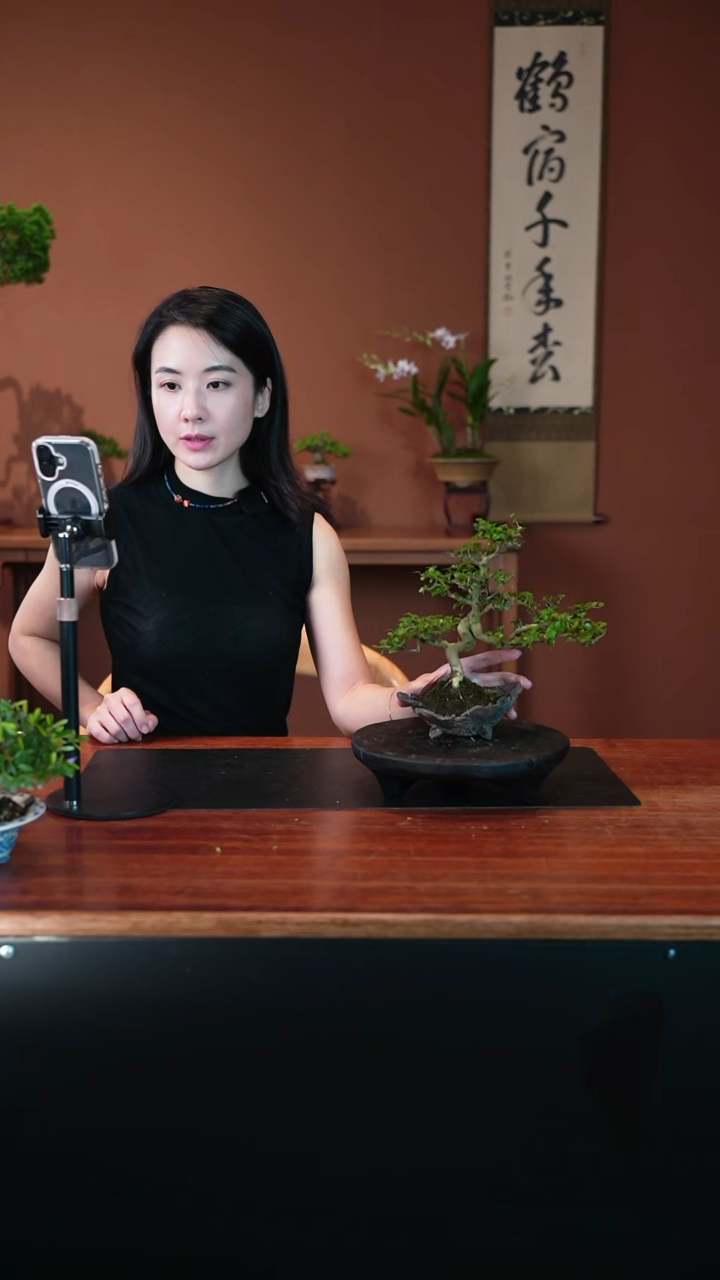 无花朵冬青盆景盆景盆景