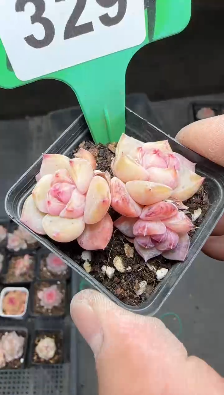 【闪购商品】一物一拍0214—329