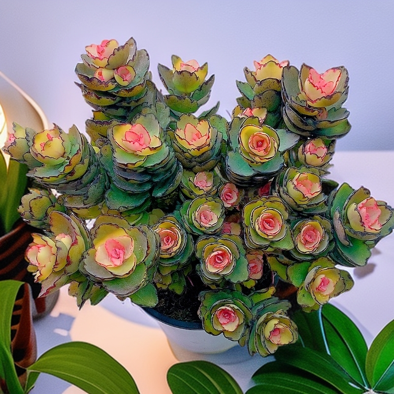 整桩蝴蝶锦 带盆带土  室内好养 