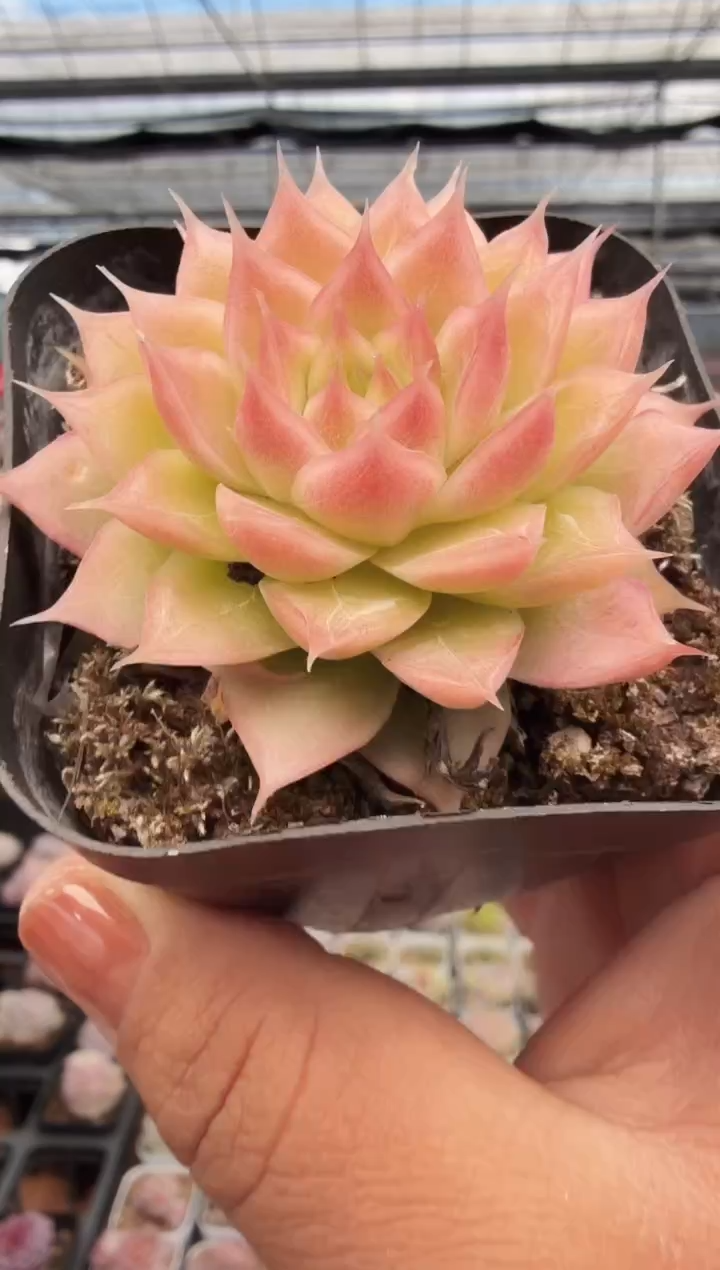 东云多肉园新款-267