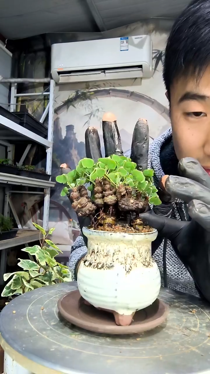 雨*心中青园艺一物一拍花269