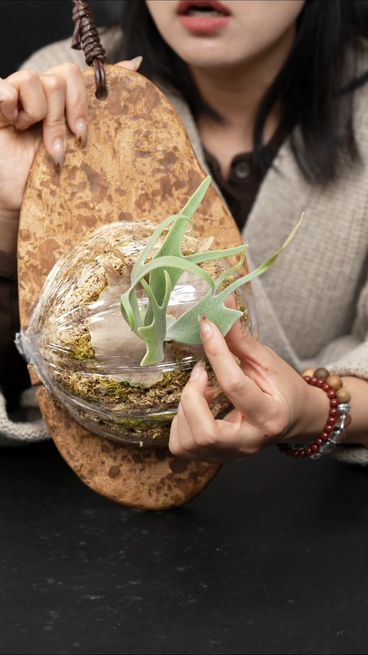 不开花植物LC1224 -06 金刚狼