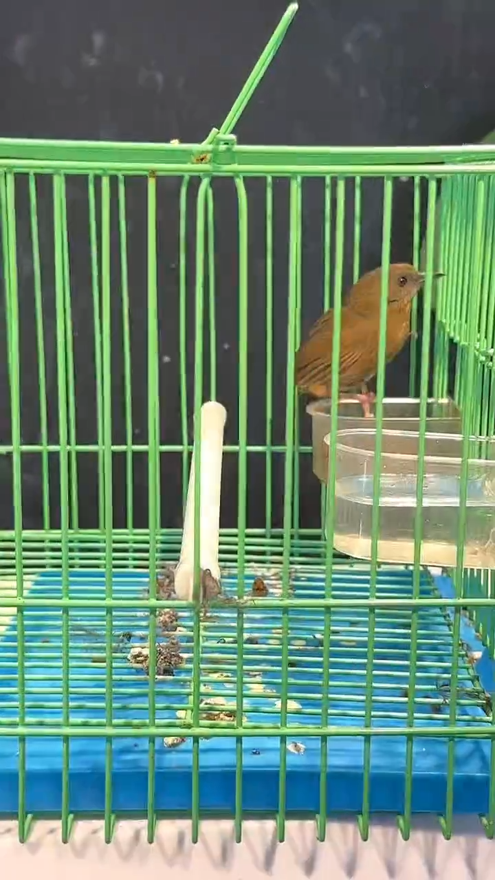 虎皮鹦鹉46号   白腹养笼1元起拍