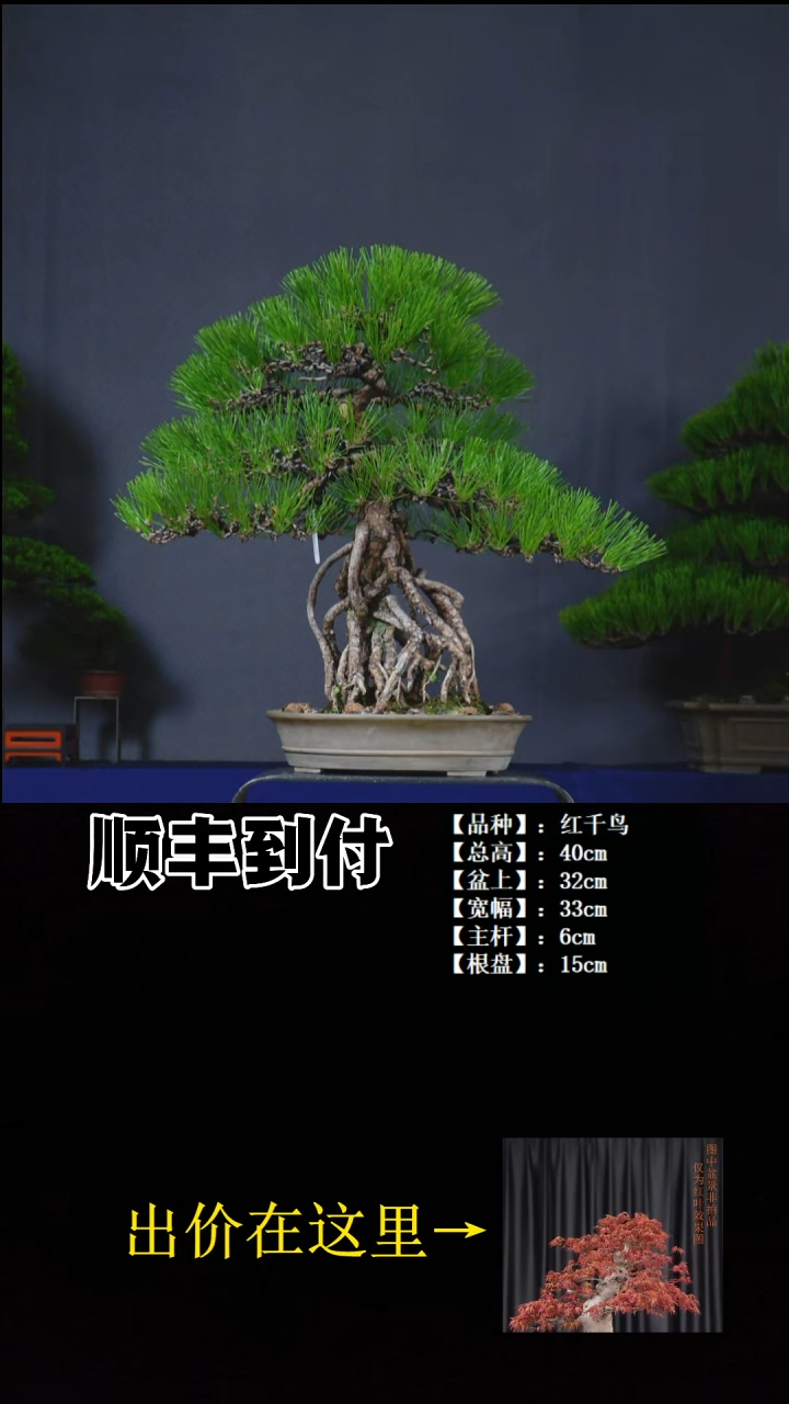 以实际为准三河黑松buaboyou