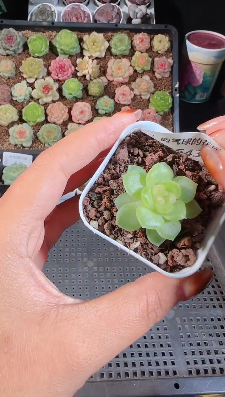 1108-642碧琉璃麦秆群不包整