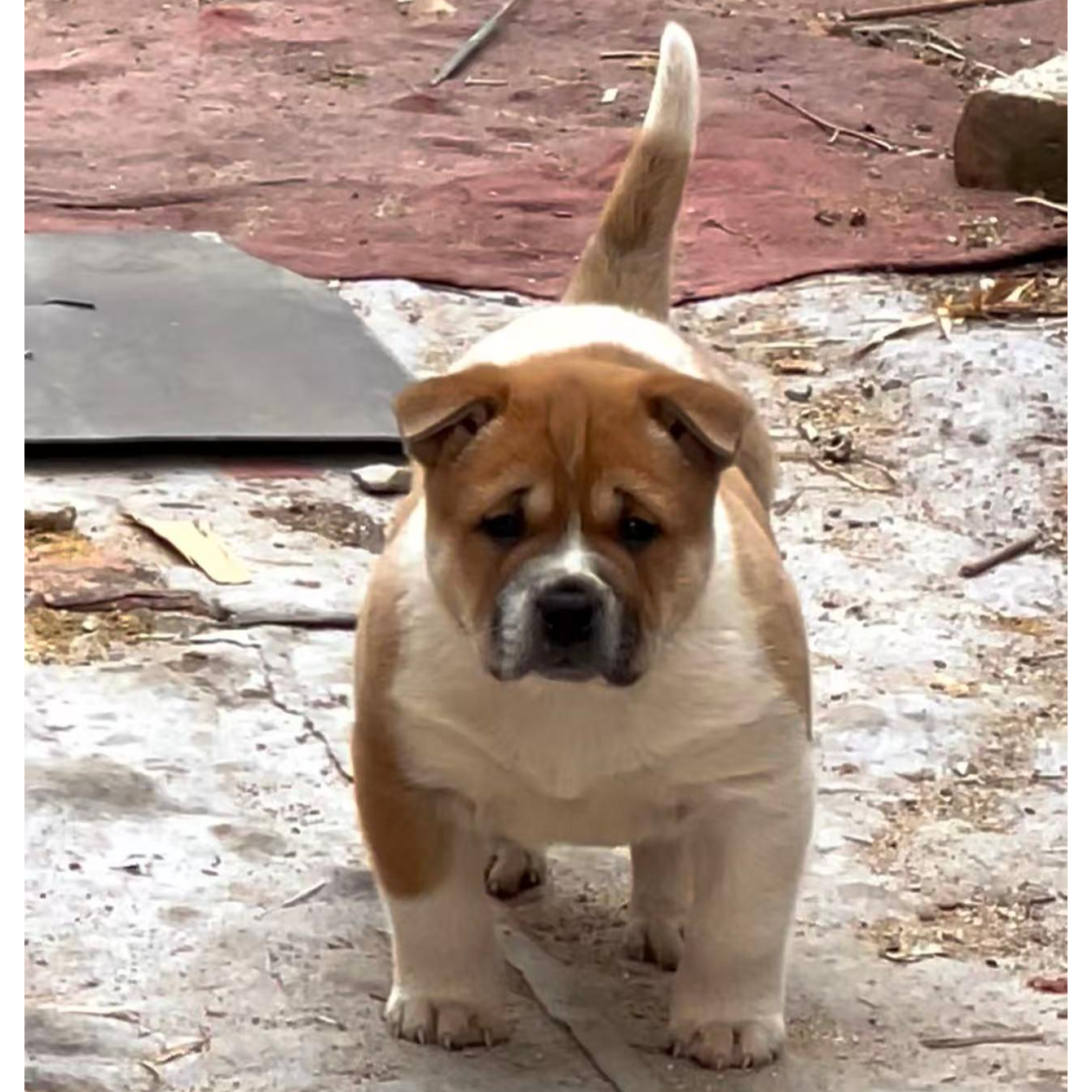 （凉爽一中华田园犬）狗狗活体