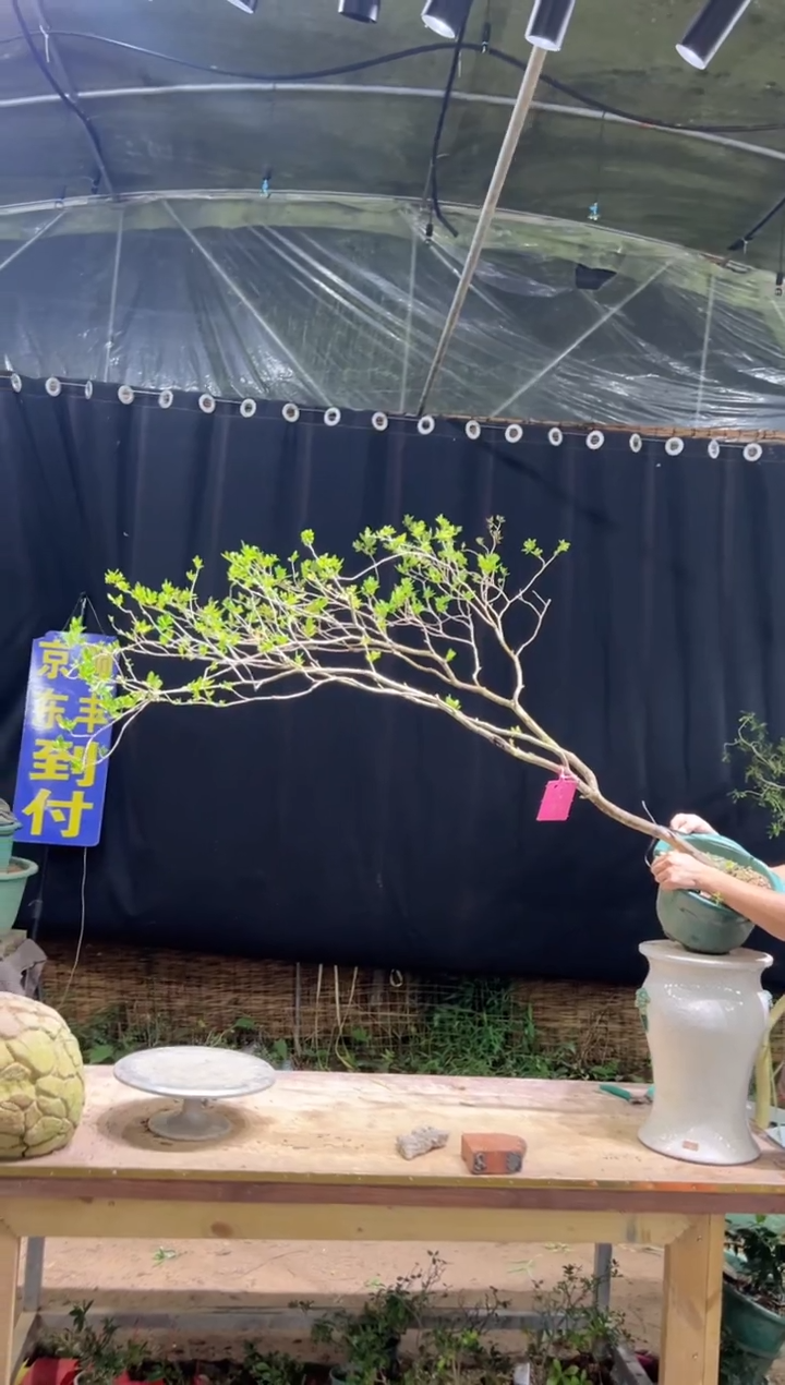 当前无花栽培后可以开花我****庆海岛栀子花