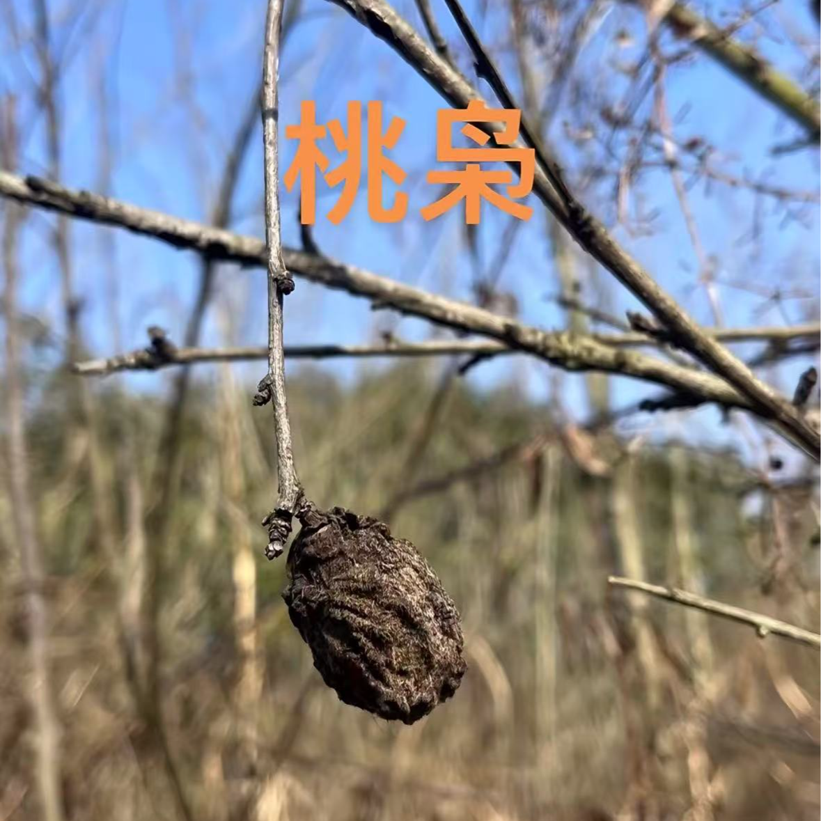 正月采摘野生毛桃东南枝桃枭