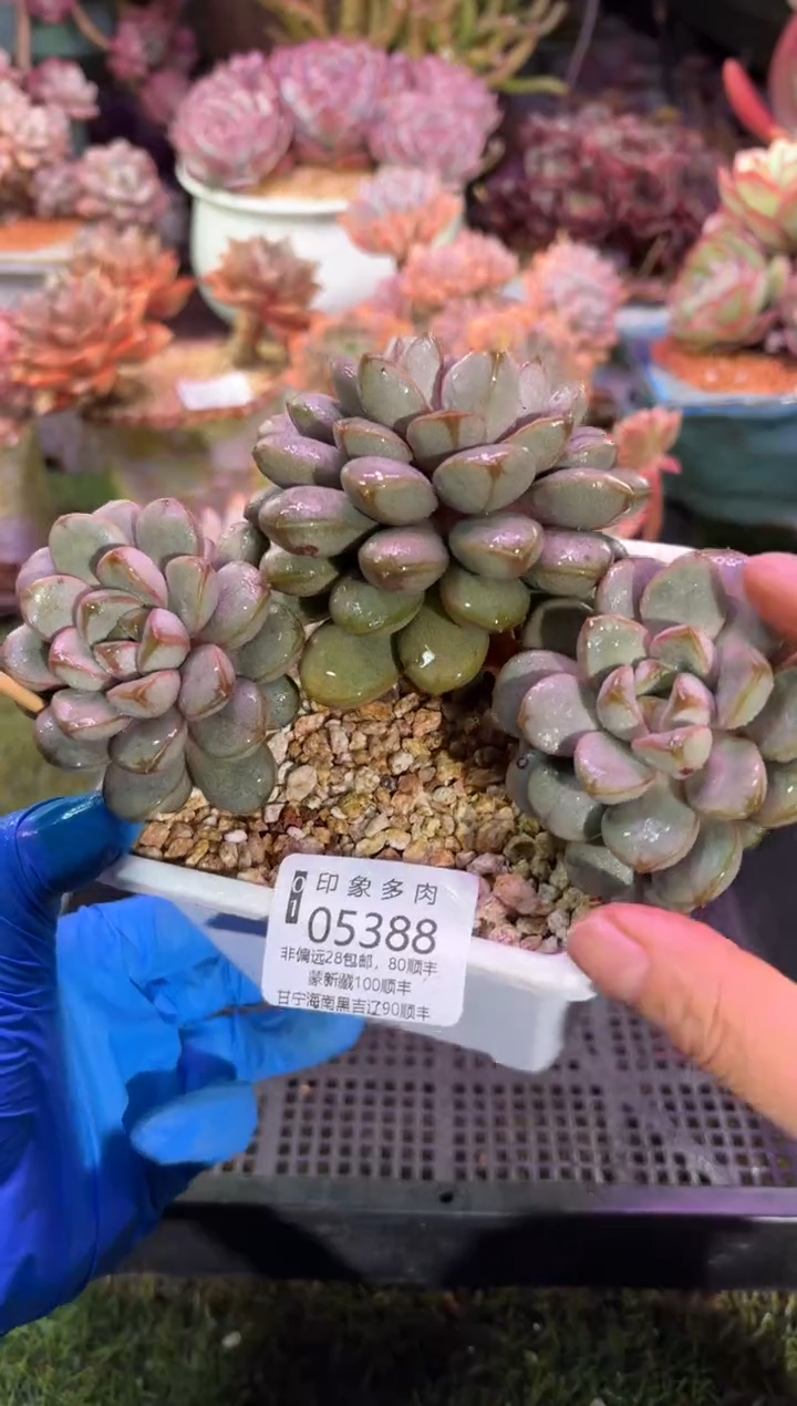 【闪购商品】05388