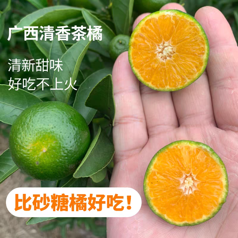 广西清香茶桔 看着绿吃着甜一斤装广西壮族自治区