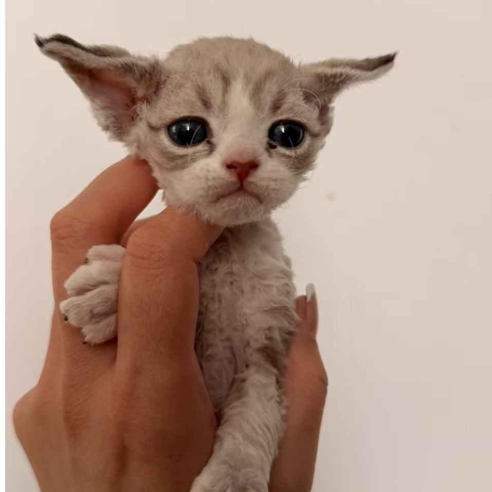 伍六七德文卷毛猫