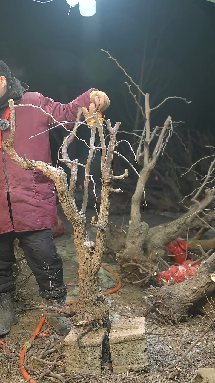 完全开放枣树1292