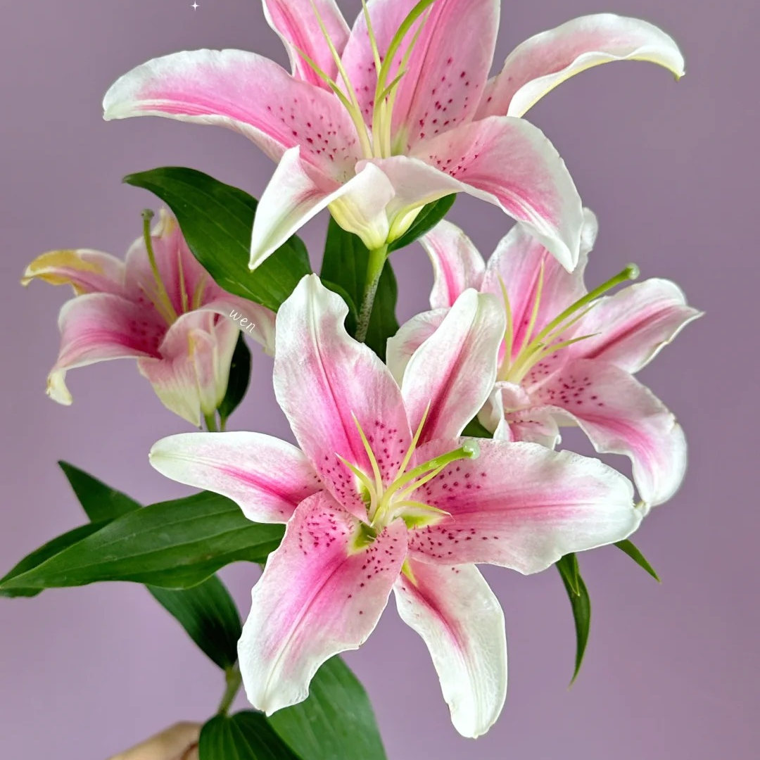 《花如家》随机粉色百合10头  三单京东 鲜花需要醒花摘叶 