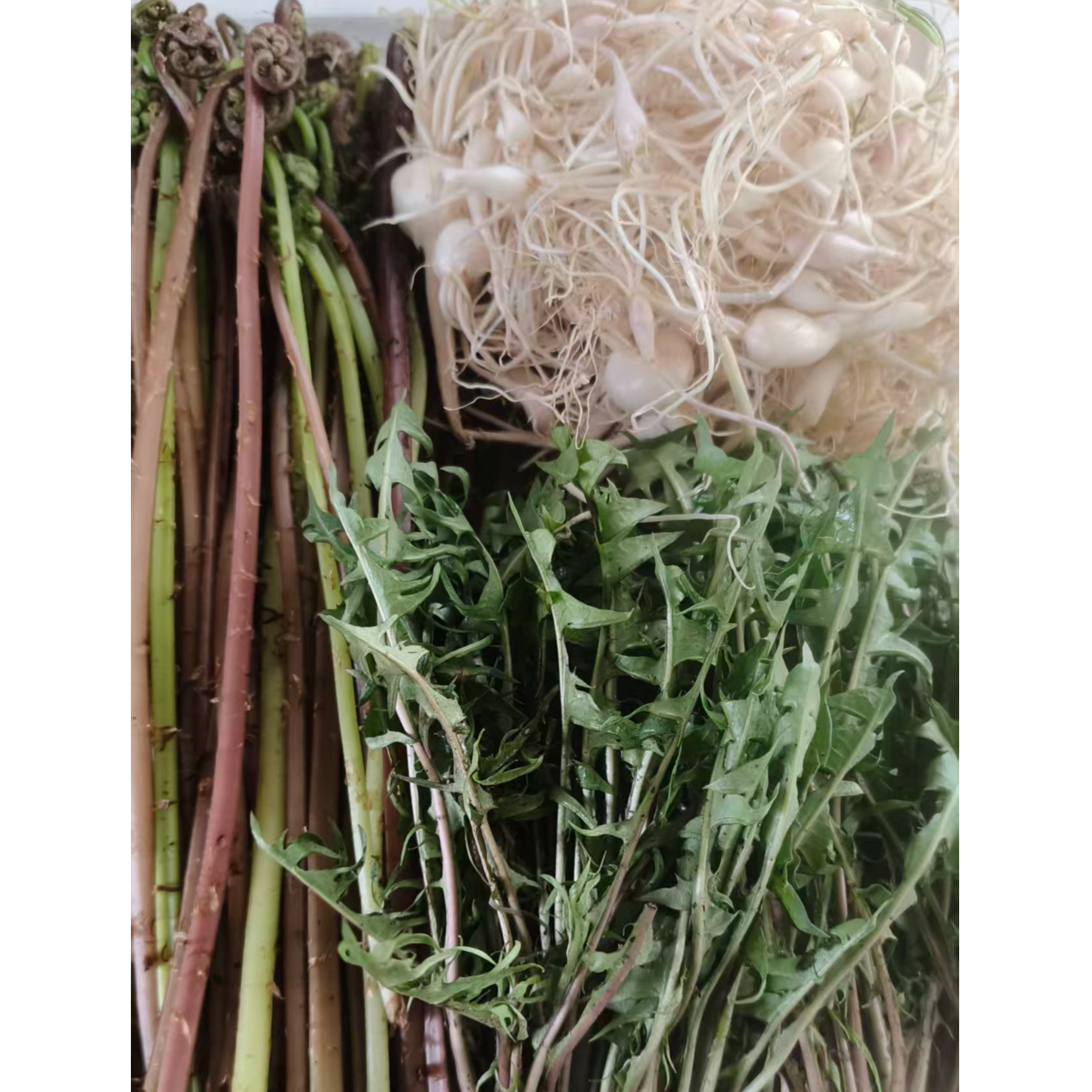 猴腿，小根蒜，婆婆丁拼箱