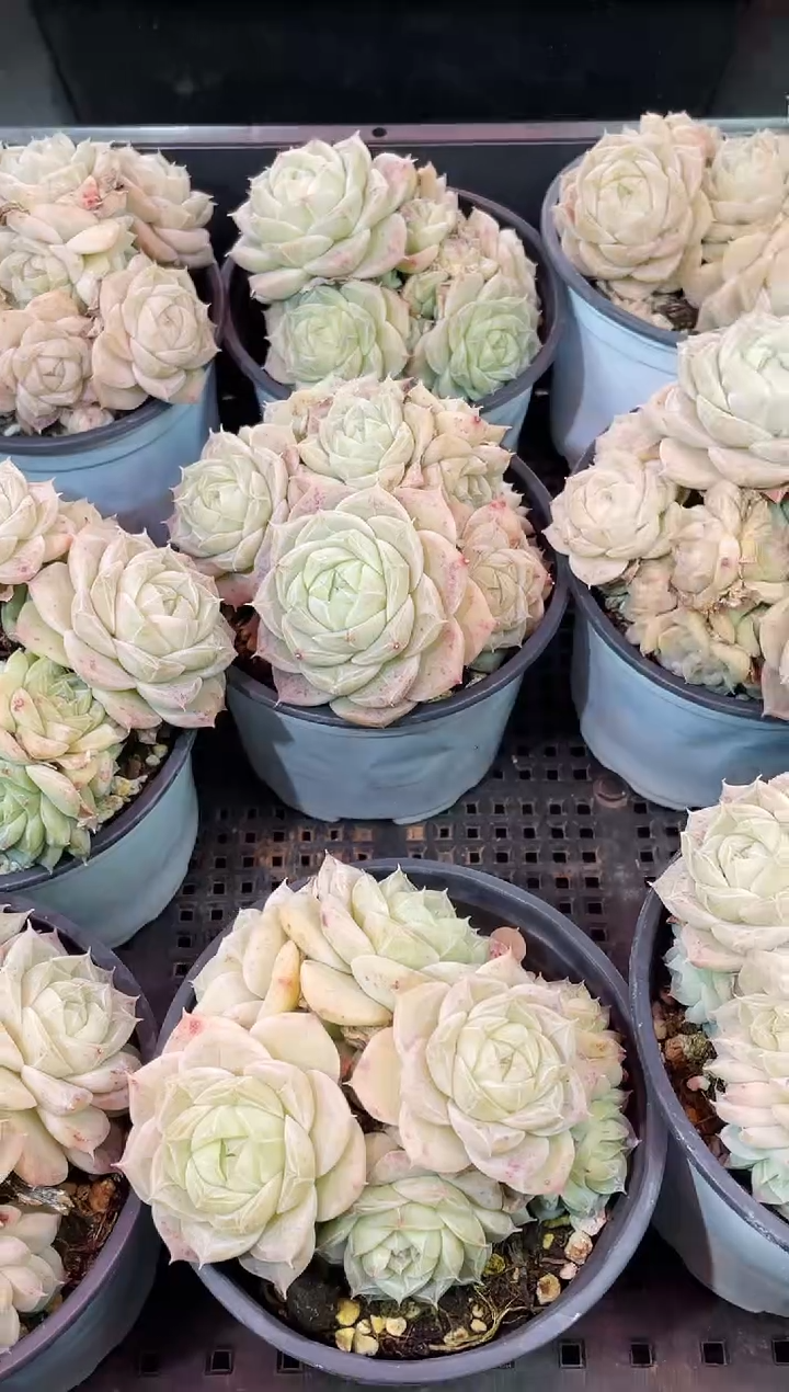 闪购2014  皇家之心多肉一颗   