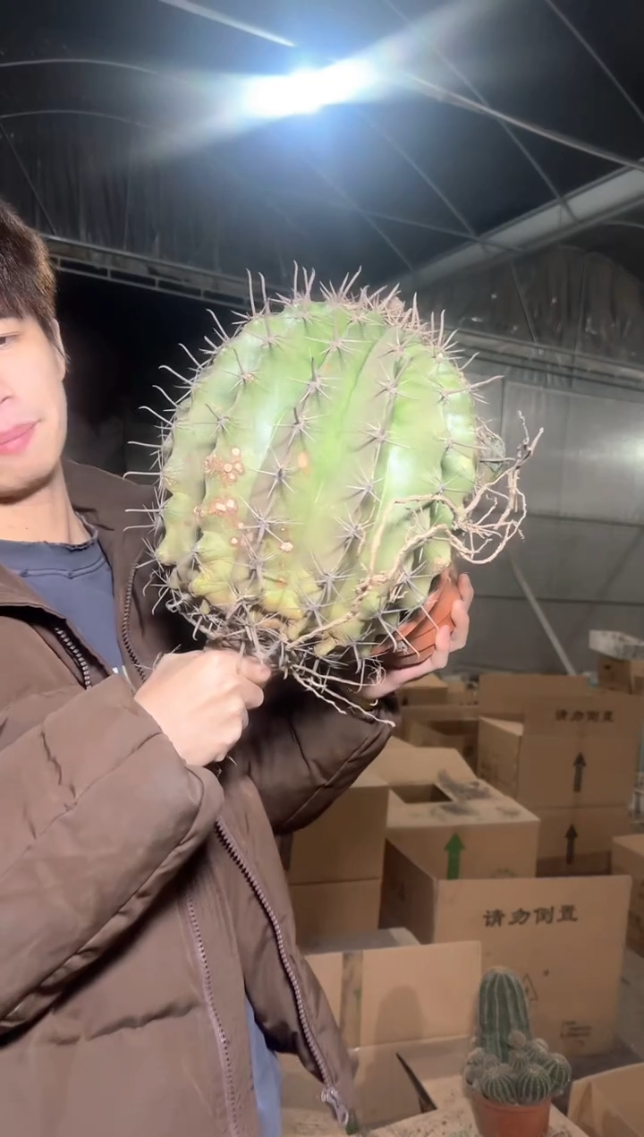 超大 雎鸠玉【实生根】