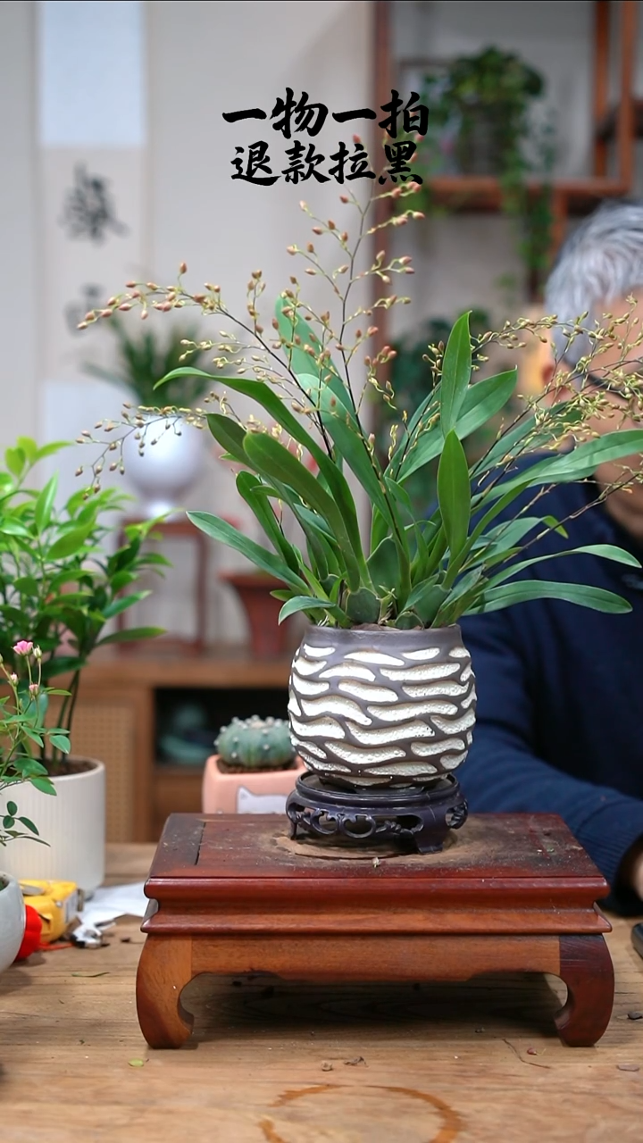 完全开放可****白470文心兰