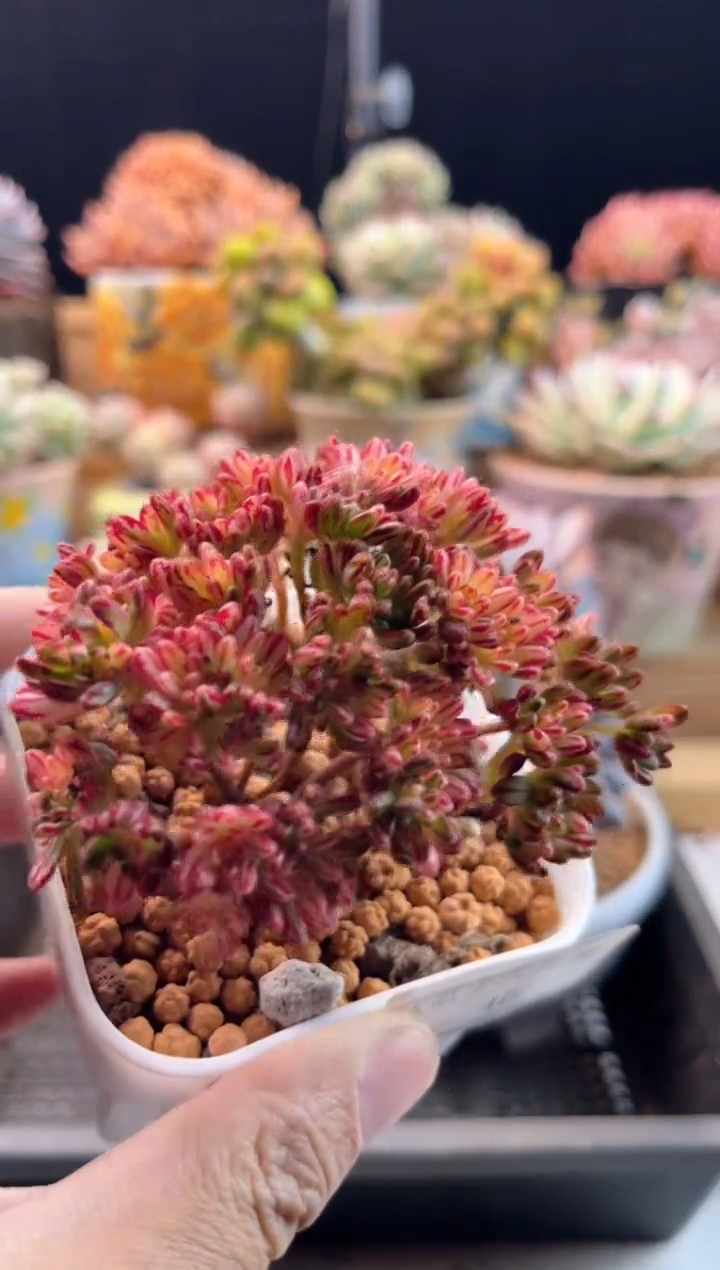 【闪购商品】1.20-40小人祭锦