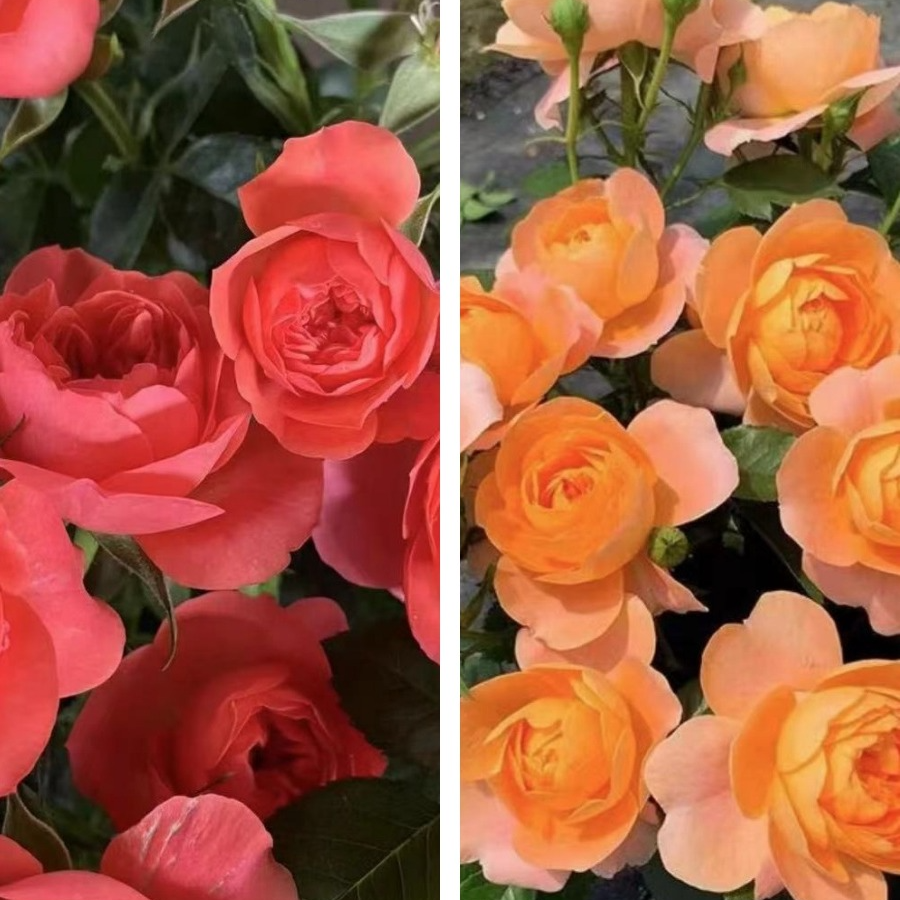 花花【果汁阳台+彩虹阳台】四季开花阳台庭院盆栽地栽植物新手养护