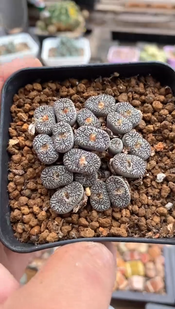 【闪购商品】6411直播一物一拍