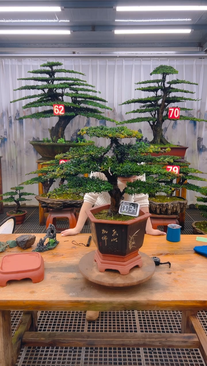 无花朵精品盆景直播间一物一拍