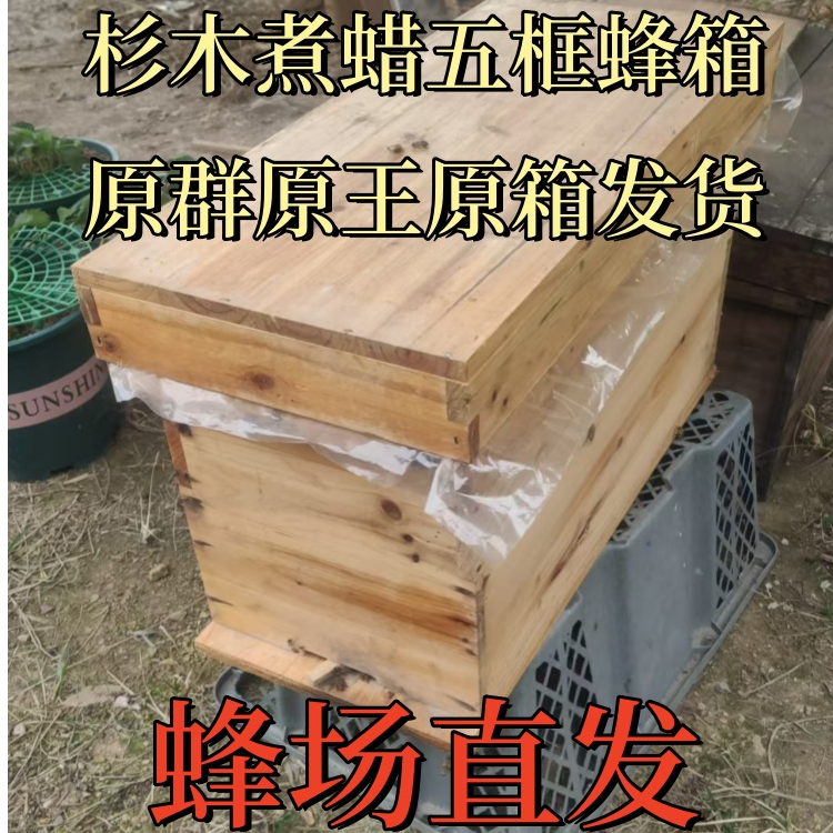 中蜂土蜂蜂群带杉木煮蜡五框蜂箱 精选中蜂原群原王原脾原箱批发
