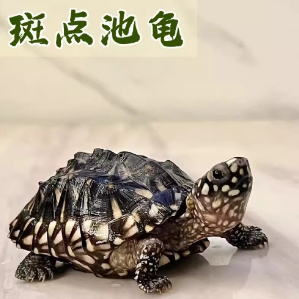 斑点池龟水龟热带斑点龟观赏宠物深水龟斑点乌龟