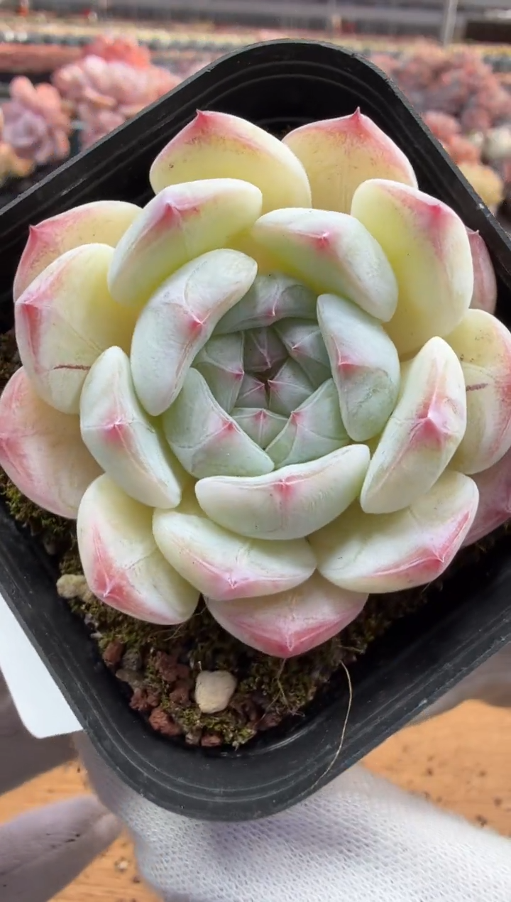 东云多肉园三店-121