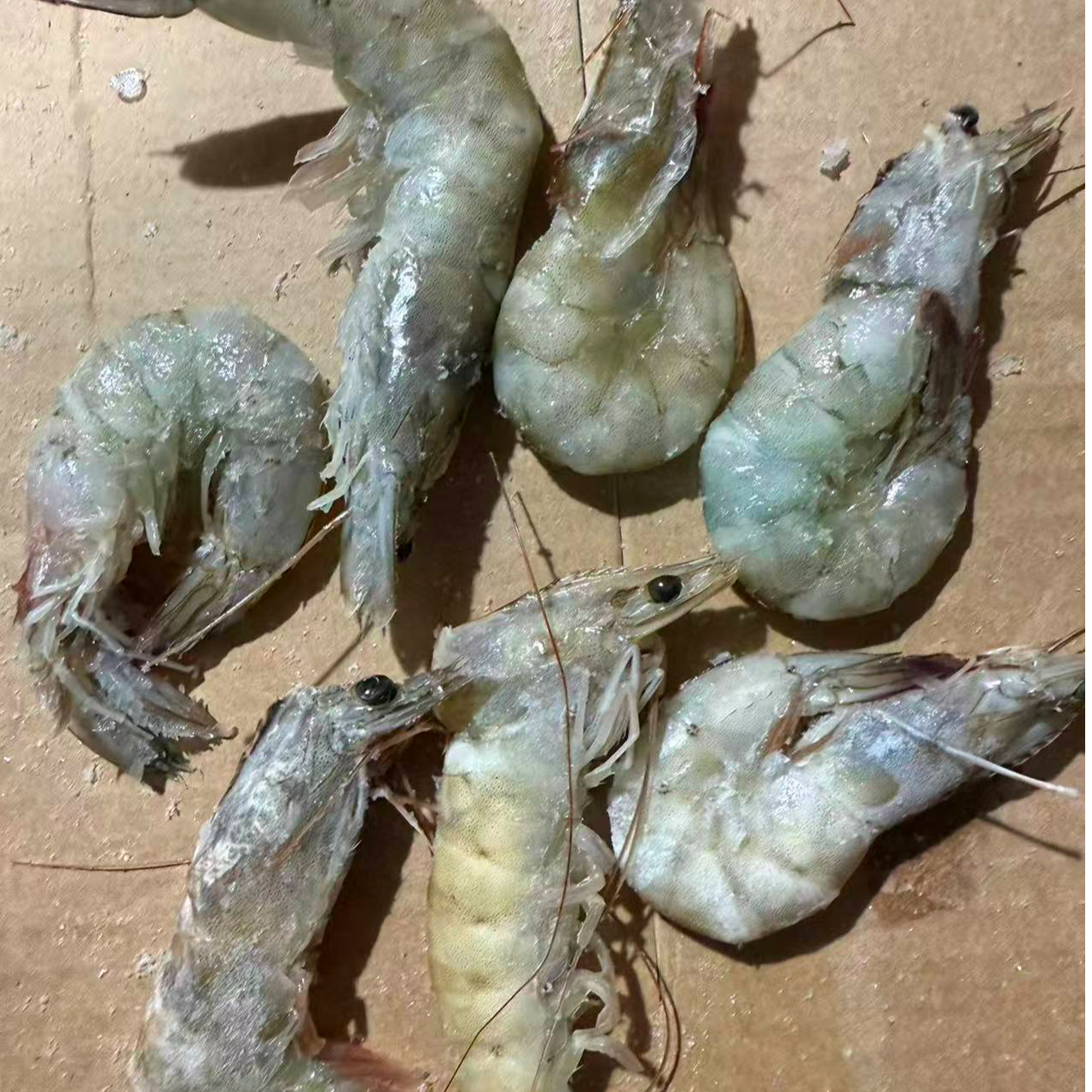 5斤白虾断头断尾软皮残虾小虾 剥虾仁可用 残次品介意勿拍