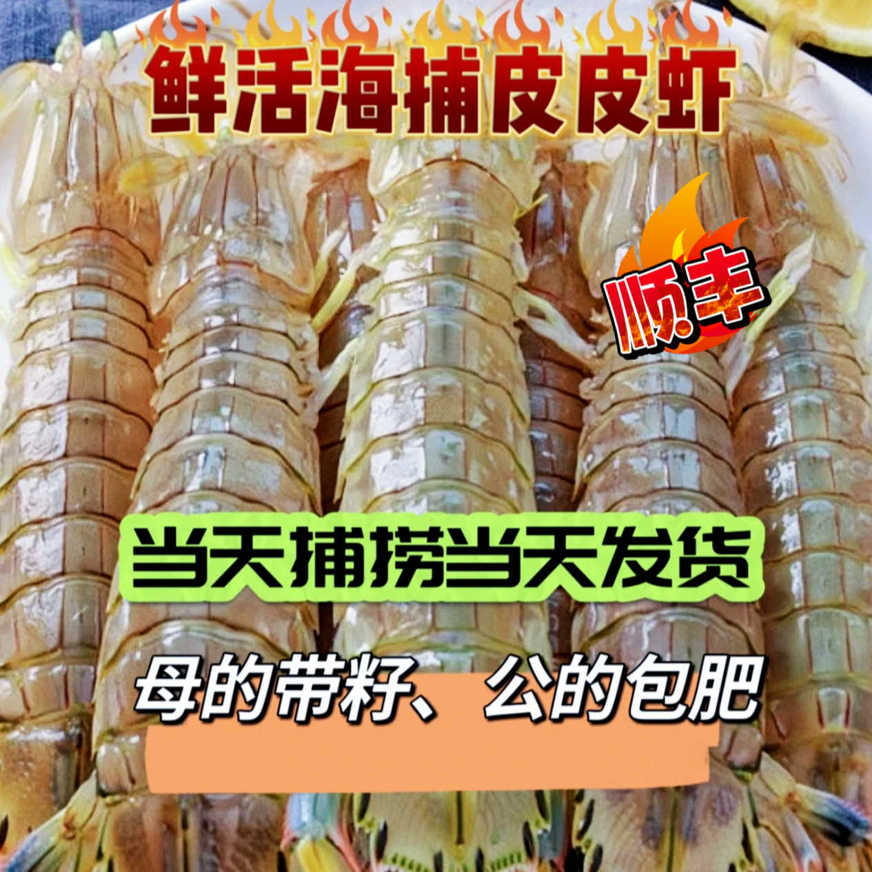 （充氧活发）烟台鲜活皮皮虾混发包鲜包肥不保活 顺丰