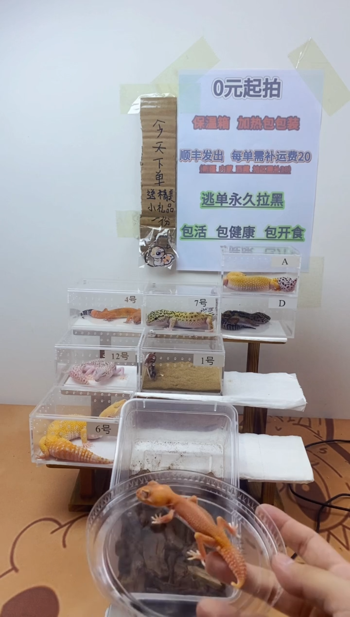 豹纹守宫豹纹守宫幼苗亚成体成体肥尾