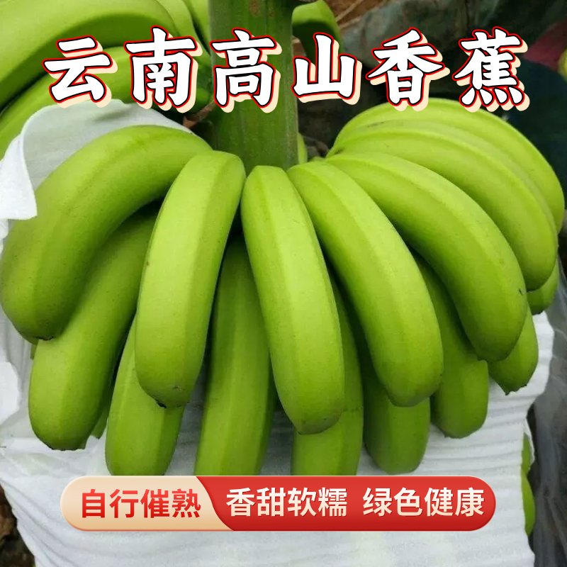 滇云集云南高山香蕉5斤净重青皮发货【不泡药水/耐心催熟更健】