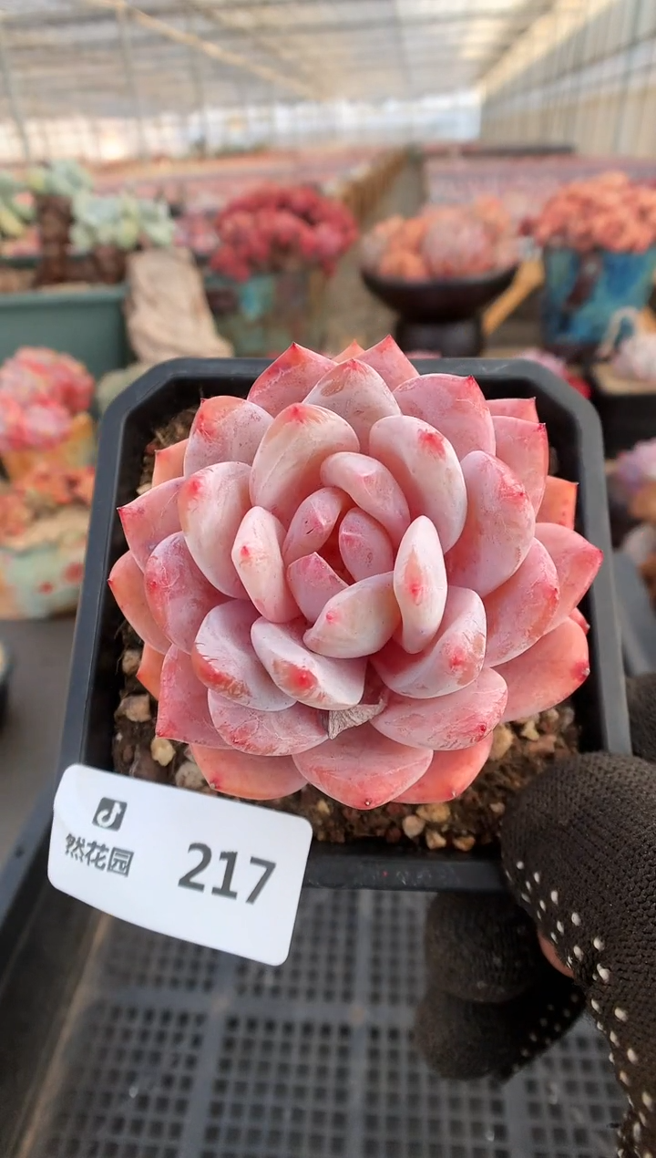 【闪购商品】217雪天使一物一拍