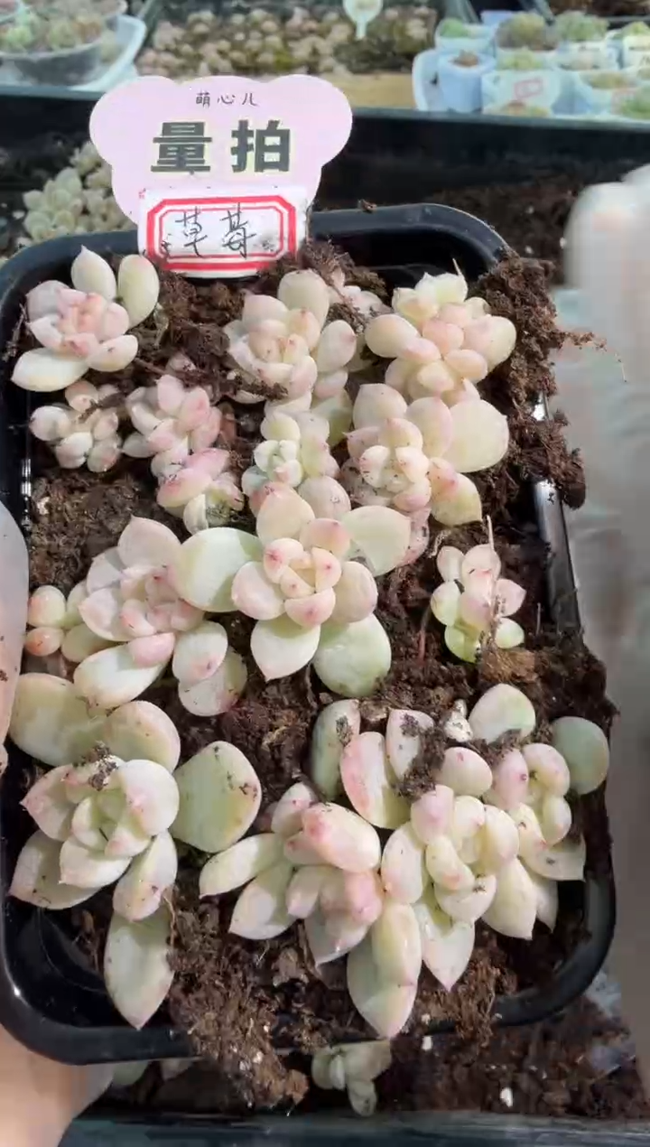 草莓布丁切糕1盒 量拍多肉植物