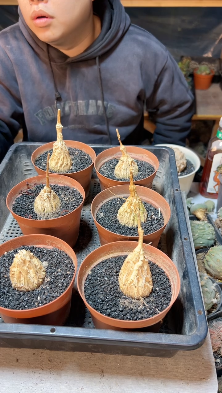 【闪购商品】龟甲魔罗3.8公分