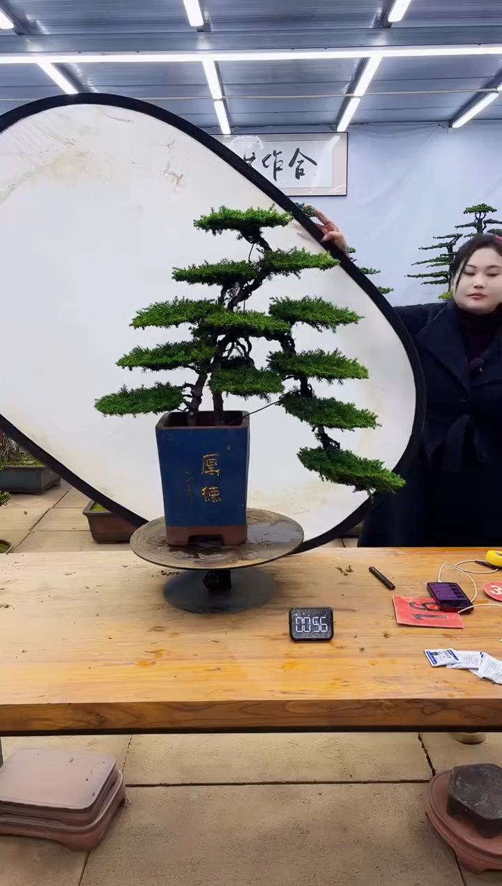 【闪购商品】高端盆景一物一拍，所见即所得