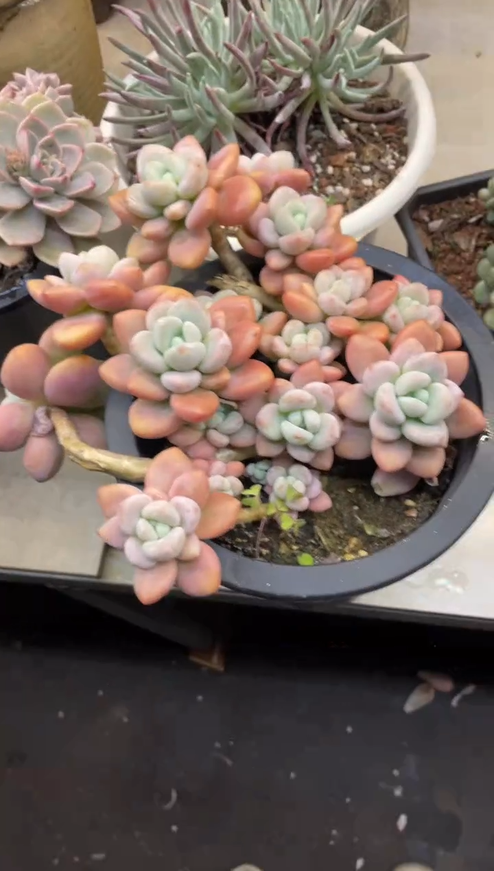 【闪购商品】247洛神