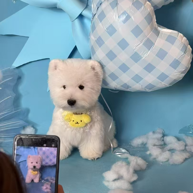 六一西高地白梗幼犬活体西高地犬