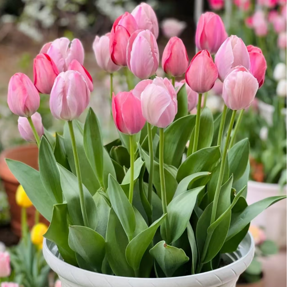 神秘范伊克三颗荷兰进口郁金香种球